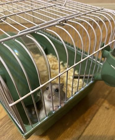 Грызуны: 🐹 Hamsterlər(cunqarik) + qəfəs (tam dəst) – ƏLAVƏ HƏDİYYƏLƏR 🐹 2 ədəd — 4