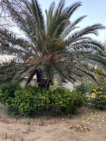 Digər bitkilər: Böyük ölçülü xurma (palma) ağacı 30ilin ağacıdır - Növ: dekorativ — 1