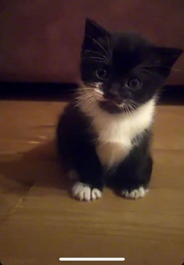 erkek pişik: Şotland, Erkək, Yaxşı əllərə, Ünvandan götürmə — 1