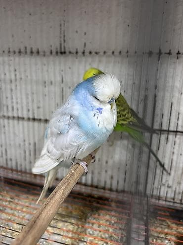 tuk tuk mmc: Salam . Jumbo erkək quşlar satılır hamısı hazır erkəylərdi çoxsu cütdə — 10