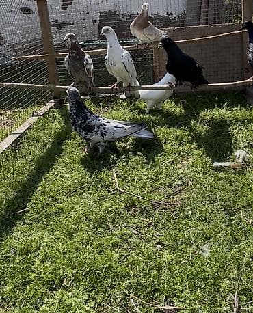 Quşlar: Göyerçinler satılır — 7