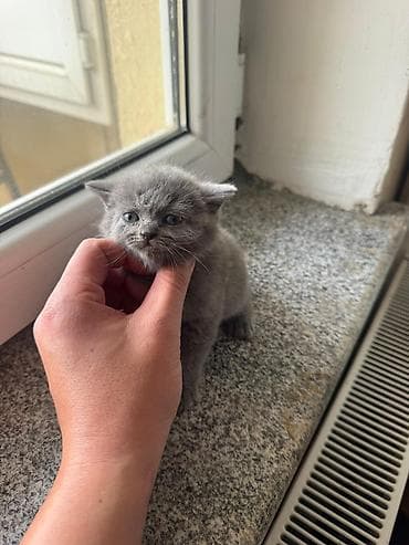 ev heyvanları: Şotland, Yaxşı əllərə — 4