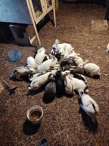 K/t heyvanları və malları: Ev şəraitində bəslənən ev dovşanları – müxtəlif rəng və naxışlarda — 5