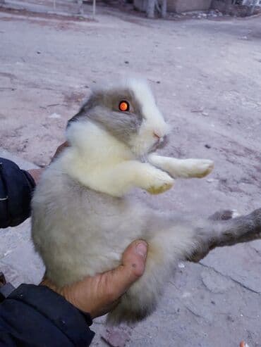 Digər kənd təsərrüfatı heyvanları: Ev dovşanları – müxtəlif rəng və tüklü növlər Məhsul təsviri: - — 1