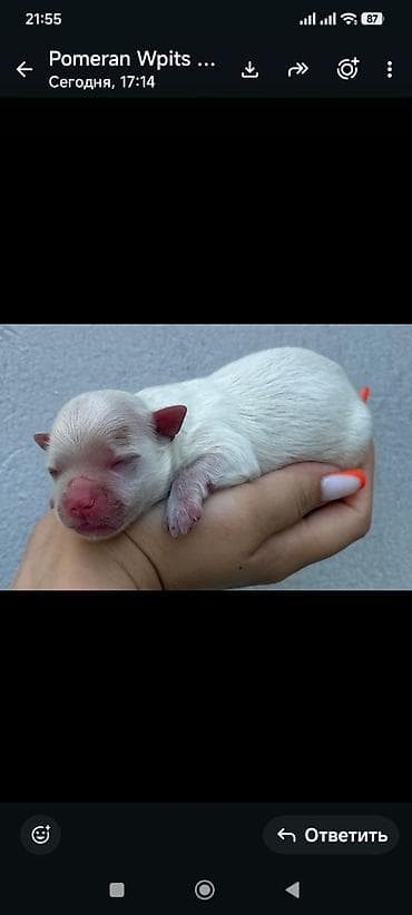 xaski balası: Şpitz, 1 ay, Dişi — 1