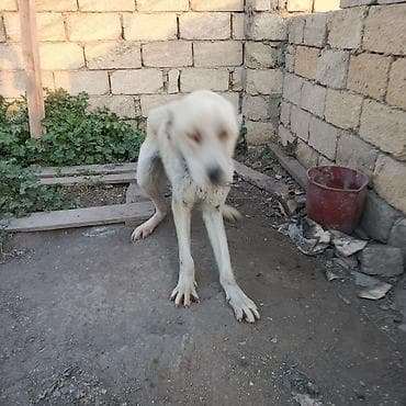 it satisi afcarka: Alabay, 2 il, Erkek, Ünvandan götürmə — 5