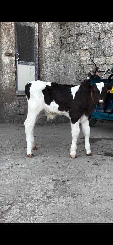 heyvanlara verilen adlar: 20 günlük erkek dana tam sağlam di — 4