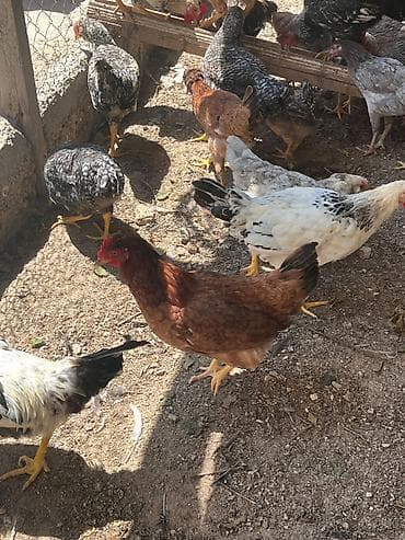 qus satisi: İlk günündən özüm böyütdüyüm heyvanlardi hər biri sağlamdir fərələr — 6