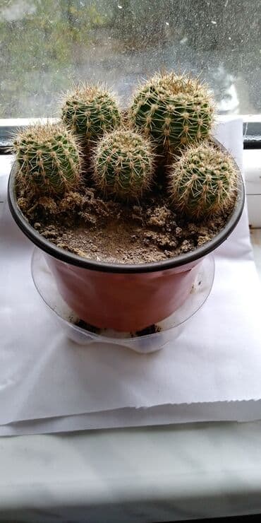 limon duzu qiymeti: Otaq bitkiləri — 4