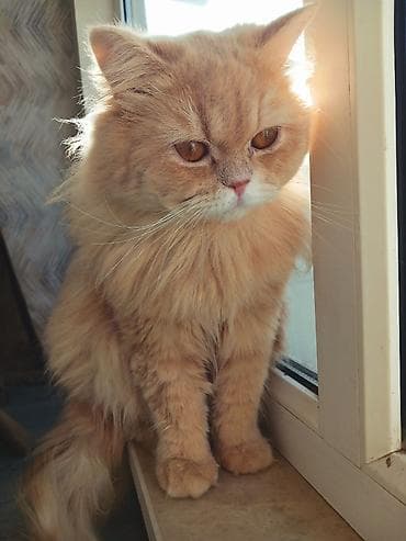 Erkək, Pulsuz çatdırılma