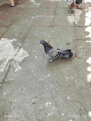 Göy maya 18 tük cırıq quyruq.Dolaq qizğin mayadır .Tam