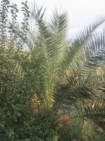 evkalipt ağacı satilir: Ağaclar — 1