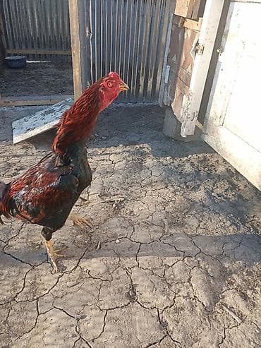 Balıqlar: Kom heyratı satılır.1 xoruz(cinsi ata sarmasıq ana 1200-dük),3 — 4