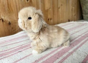 Коровы, быки: 🐰 Mini Holland və Şotland Lop dovşanlar satışdadır! Tam sağlam, aktiv — 1