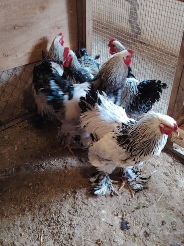 erkey quzular: Məhsul: Brahma cins xoruzlar. Təsvir: - İri gövdəli, sıx lələklənmiş — 5