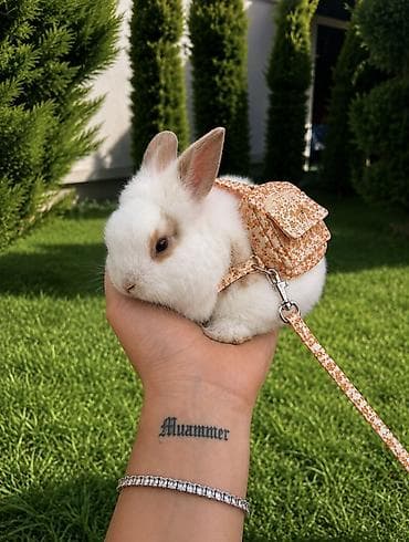 balaca quzu: 🐰 1 aylıq Safqan Holland Lop balası satılır ✅ 1 aylıqdır ✅ Safqan — 1
