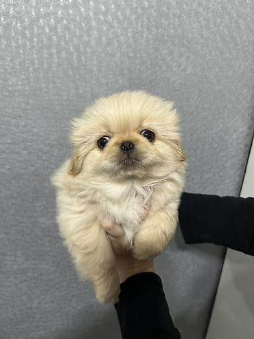 Pekines, 1 ay, Erkek