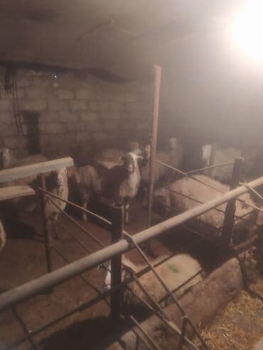 qoyun bazari: Qoyun sürüsü satılır - Növ: yerli qarışıq (ağ və qəhvəyi rəngli, uzun — 2