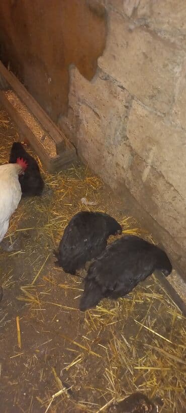 Inəklər, öküzlər: Toyuq, Damazlıq — 2