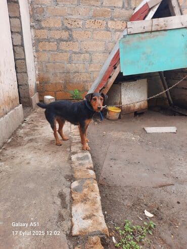 Quşlar: Erkek — 1