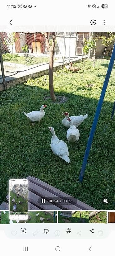 lavanda ördək: Lal yapon ördəklər xoruzdar kül öküz qırmızı öküz sortudu — 3