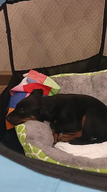 Doberman, 1 ay, Erkek