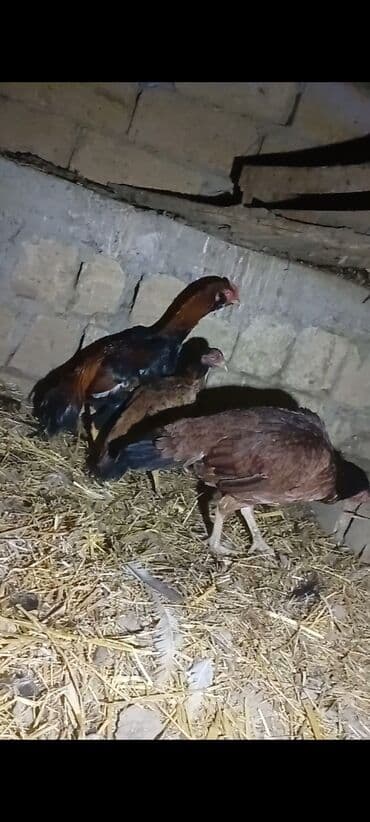 toyuq cuce satişi: Xoruz, il: <1 — 6