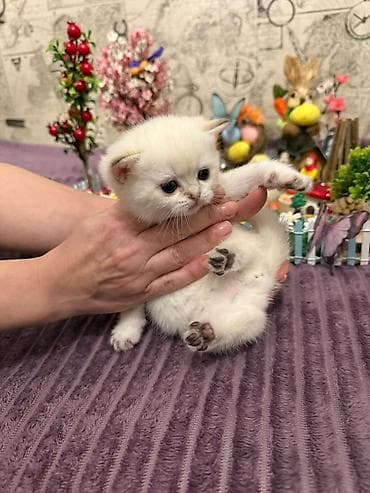 it bala: Britan, Erkək, Dişi, Yaxşı əllərə, Ünvandan götürmə, Pulsuz çatdırılma, Ödənişli çatdırılma — 2