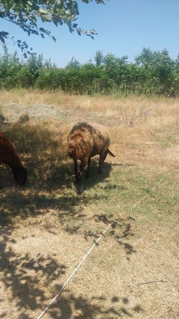 xacmaz heyvan bazari: Qoyunlar, qoçlar — 4