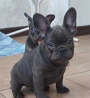 avcarka itləri: Amerikan buldoqu, 4 ay, Dişi — 1