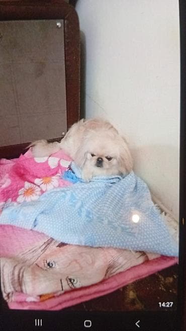 heyvan evi: Pekines — 2