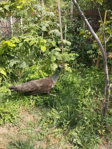 at satisi azerbaycan: ✨Hər iki quşun (🦚) 5 yaşı var. İkisi birlikdə 500 azn. Alıcıya endirim — 2