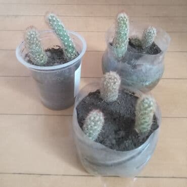 орхидея баку: Kaktus artirmasi,cicekde acir. xususi qulluq teleb etmir. 1 eded — 2