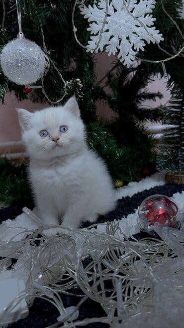 pişik balaları: Britan, Erkək, Ünvandan götürmə — 3