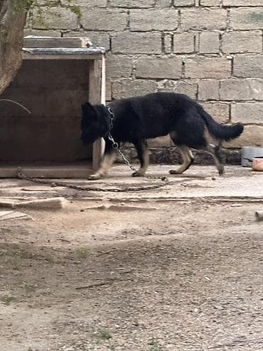 itler pitpul: Alman çoban iti, Peyvəndli — 1