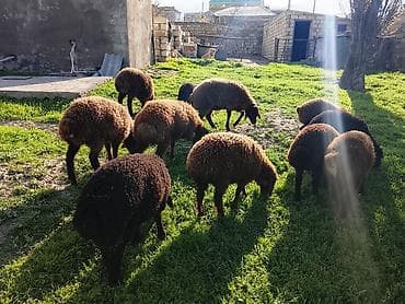 Qarabağ tipli qara-qəhvəyi yunlu quzu sürüsü - Məhsul: ev şəraitində lalafo.az -da Qarabağ tipli qara-qəhvəyi yunlu quzu sürüsü - Məhsul: ev şəraitində