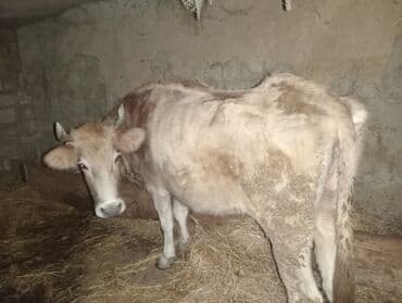 Inəklər, öküzlər: Qısırdı 2 aya yaxındı yemdədi 160- 170-kq çəkisi var — 2