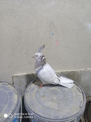 şahin quşunun qiyməti: Maştağadadir. Növ — 1