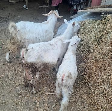 saanen kecileri: Sanen keçiləri 1dişi 1 erkək 2 bala (biri dişi biri erkək bala) dişi — 6