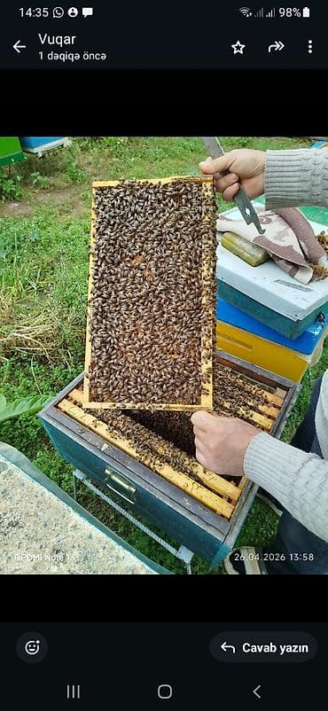 mal inək: Arı ailələri və çərçivəli arıçılıq materialları - Güclü arı ailələri — 2