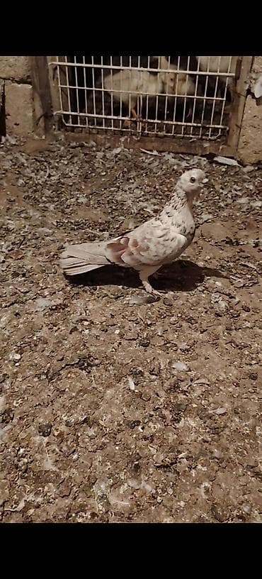 Gunduz gezdi quwlara duwmedi indi damdan goturdum 16 tuk olmalidi