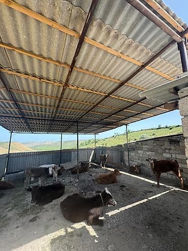 ucuz kiraye ev: 300 sot, Biznes üçün, Barter mümkündür, Kupça (Çıxarış) — 9