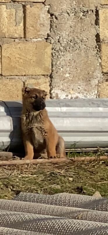 heyvan yemləri: Qurdbasar, 2 ay, Dişi — 3