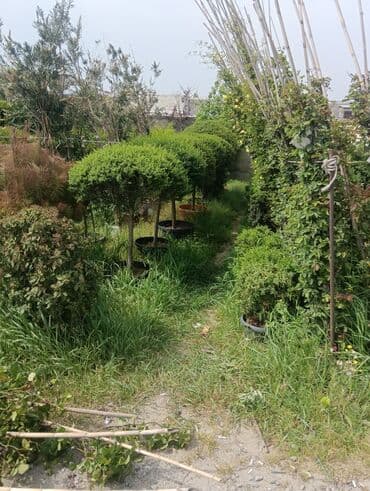 саженцы малины тарус: Qazon landşaft #qazon #torf #torf250litrlik Ekolayf #ekolayf balaken — 20