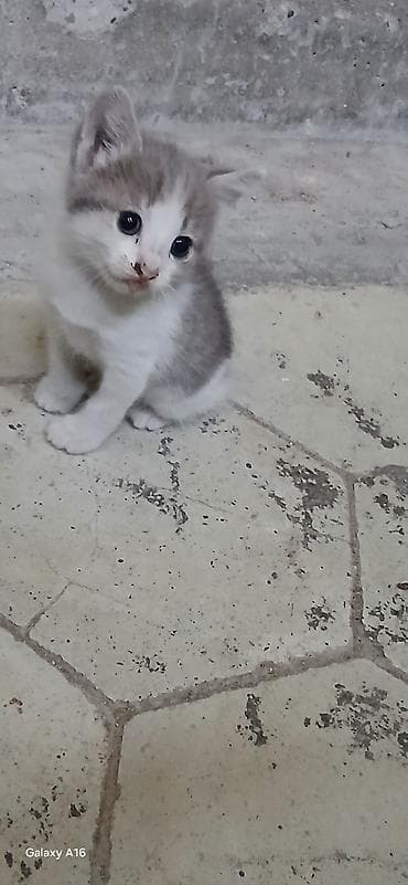 pişik tap az: Yaxşı əllərə — 4