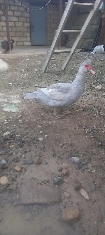 qaz ve ordek satisi: Erkək, | Lal ördək, Damazlıq — 4