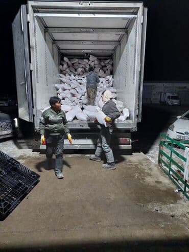 hinduşka əti qiyməti: Topdan qoyun atlari monqolsdan bir basa Azarbaygana — 2