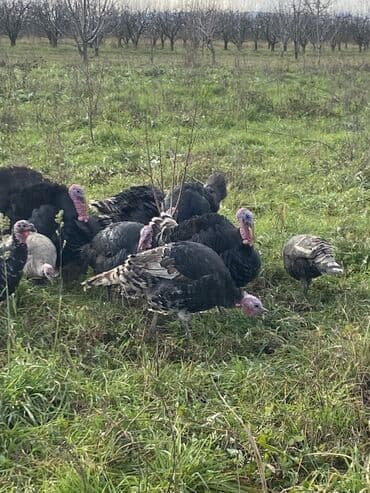 Toyuqlar: Erkək, Ətlik, Ünvandan götürmə — 5