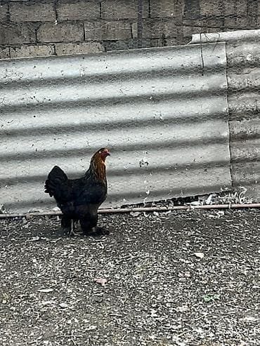 Digər heyvanlar: Toyuq, Brama, Damazlıq — 3