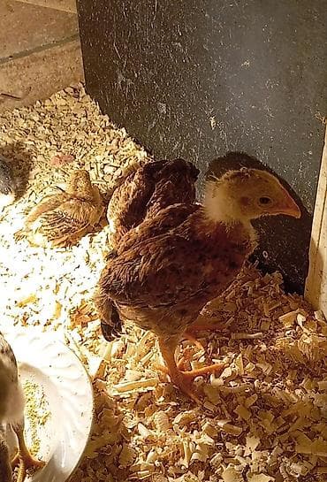 balaca it: Salam güclü cins heyrati balaları satılır fərqli aylardadilar — 8